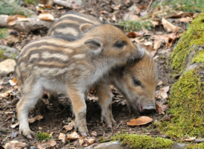 Sounding out Diversity: Exploring the Realm of Acoustic Diversity with Thailand’s One and Only Behavioral Ecologist