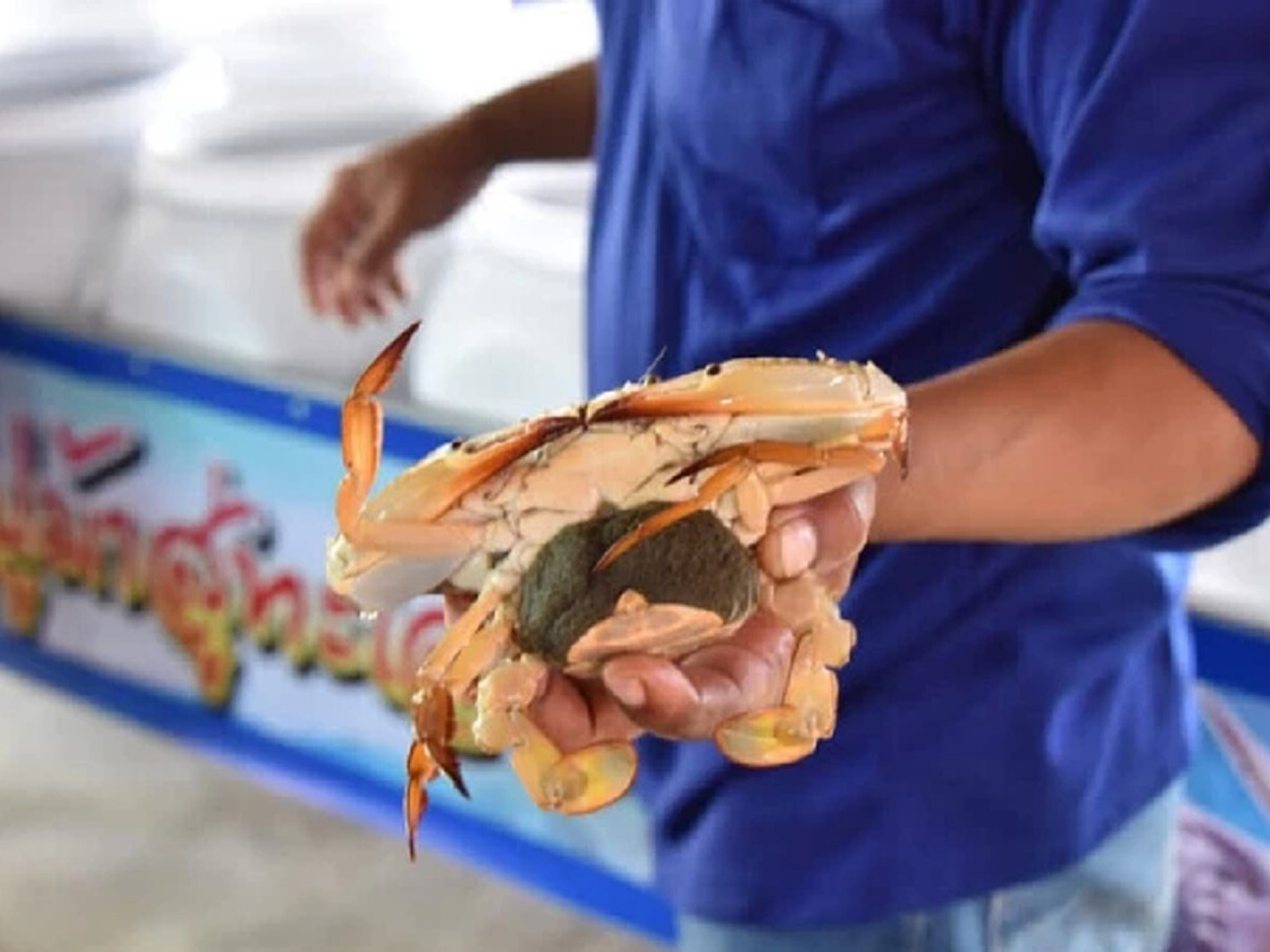 Not only about Restoration: Walailak University’s Blue Crab Project Striving for BCG Economic Model-based Development 
