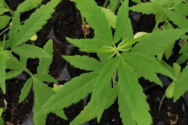 CBD-Dominant Hemp Strain Development: Old Thai Medical Wisdom Rising through Challenges 