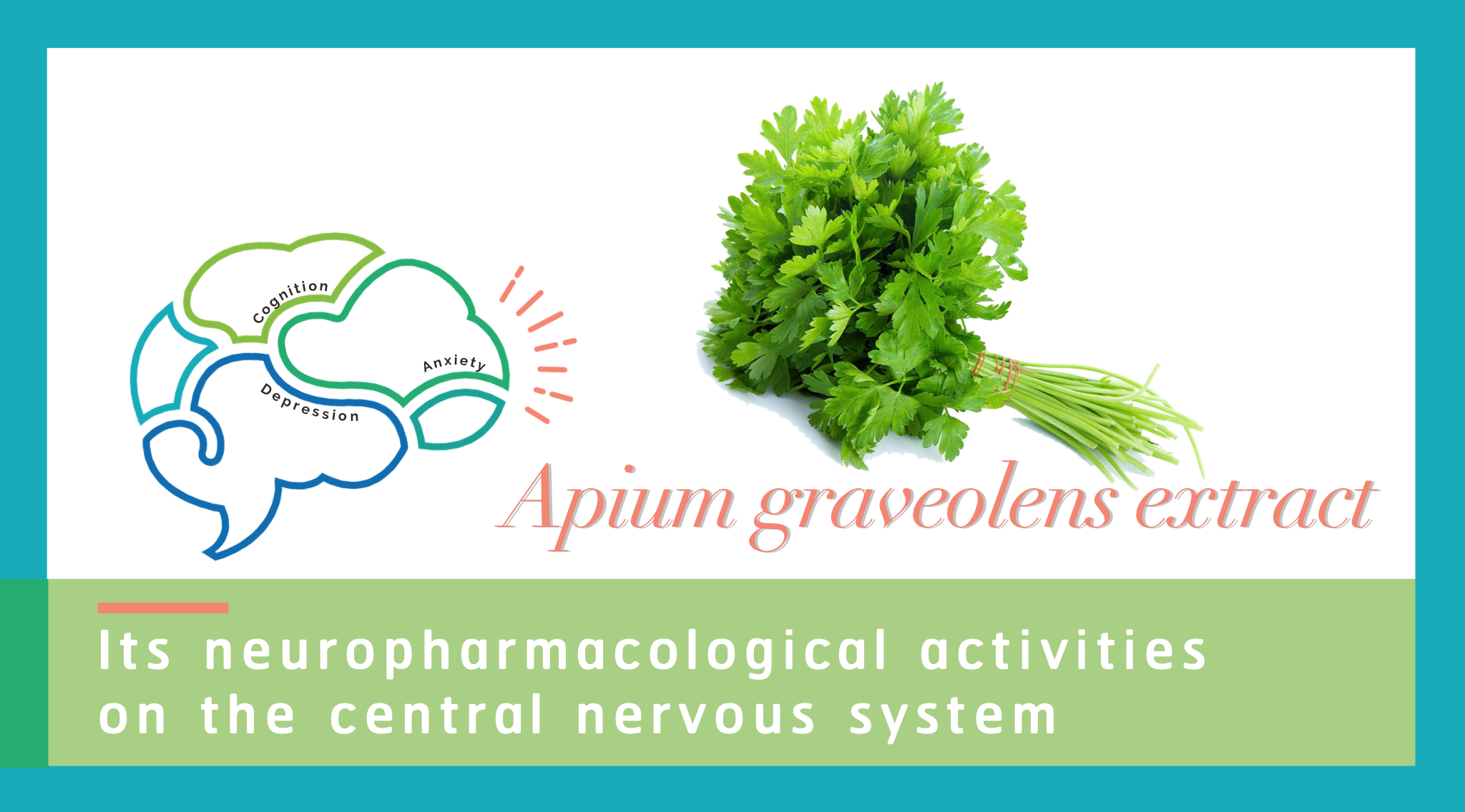 Influence of Apium graveolens L. extract on the central nervous system