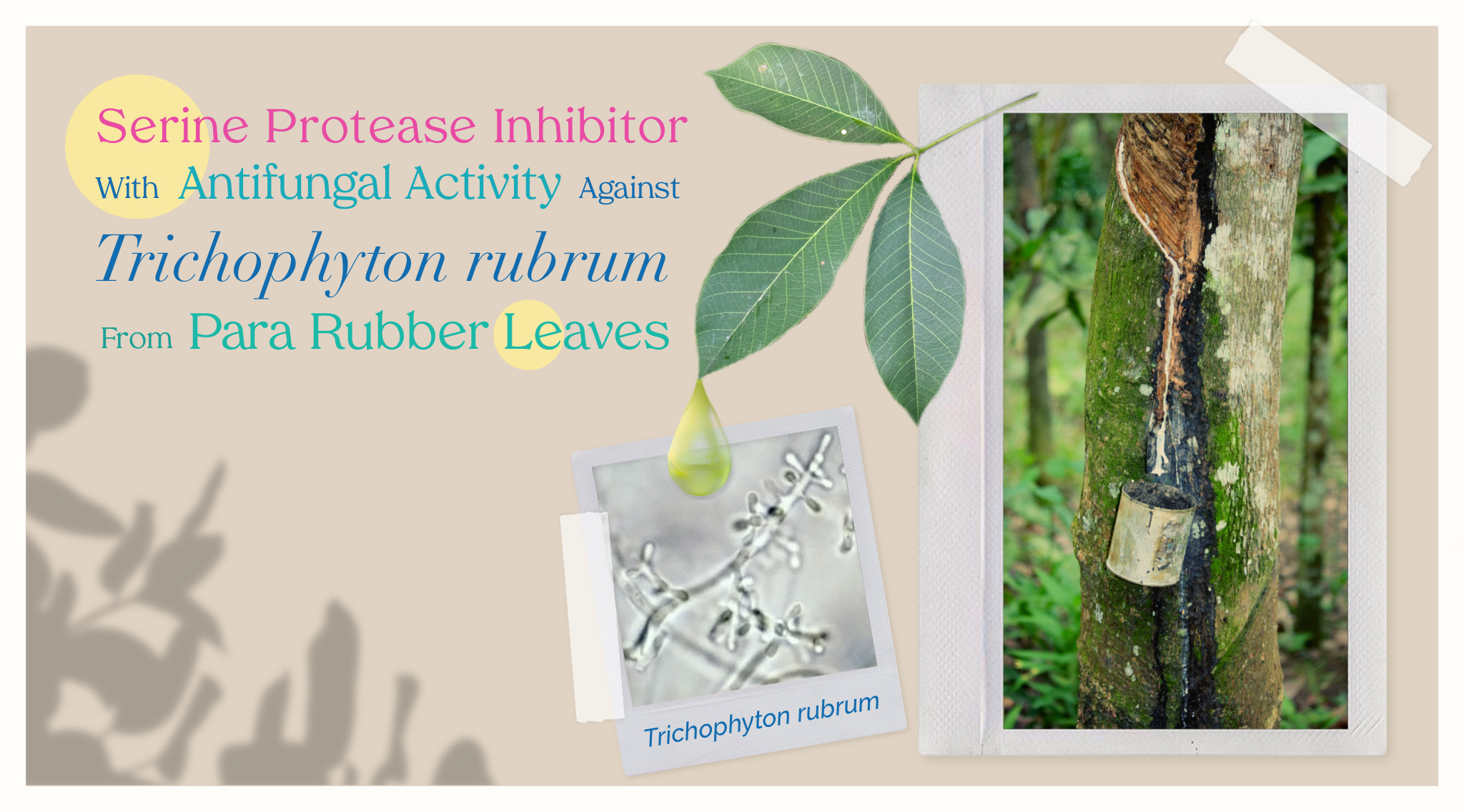 Serine protease inhibitor with antifungal activity against Trichophyton rubrum from Para rubber leaves